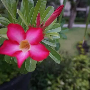 ruby-nusa-dua-bali.ubudhotelsnow.com/